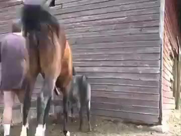 Horse cum in pussy compilation